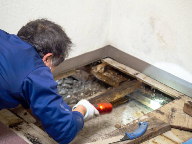 Best Attic Mold Remediation in Walnut, IL