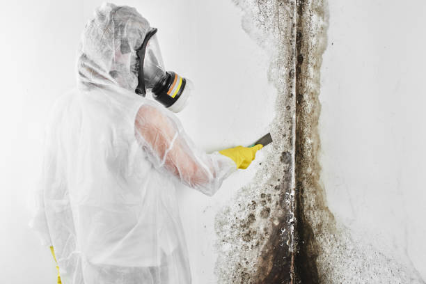 Best Kitchen Mold Remediation in Walnut, IL