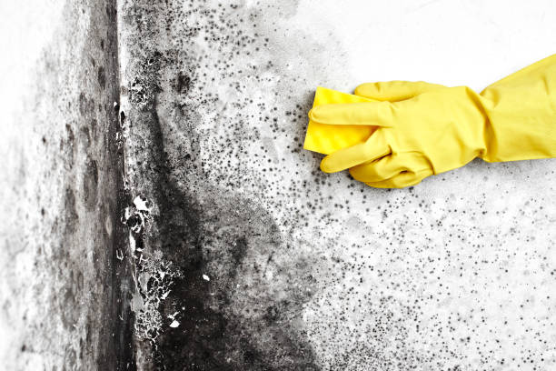 Best Post-Flood Mold Remediation in Walnut, IL