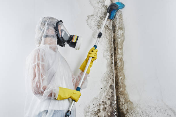 Best Bathroom Mold Remediation in Walnut, IL