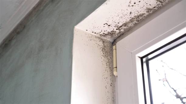 Best DIY Mold Remediation Support Services in Walnut, IL
