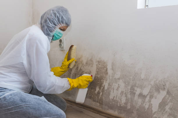 Best HVAC Mold Remediation in Walnut, IL