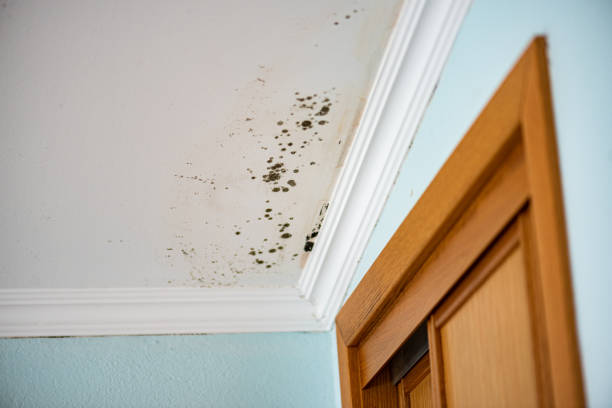Best Mold Testing and Inspection Services in Walnut, IL