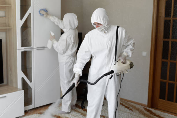 Best White Mold Remediation in Walnut, IL