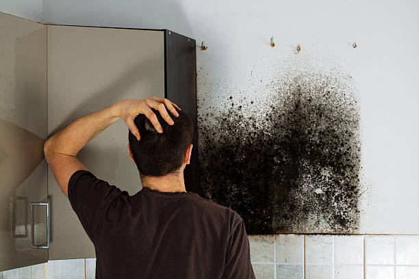 Best Preventive Mold Services in Walnut, IL